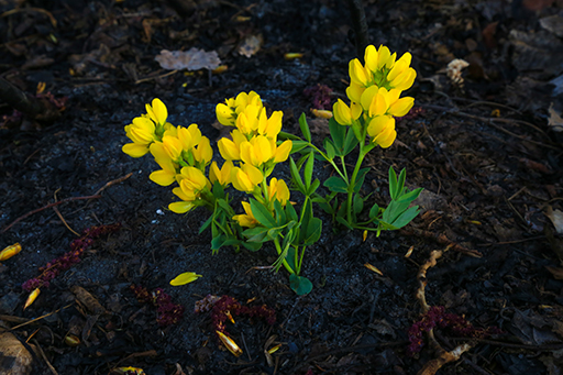 Photo of Yellow flowers